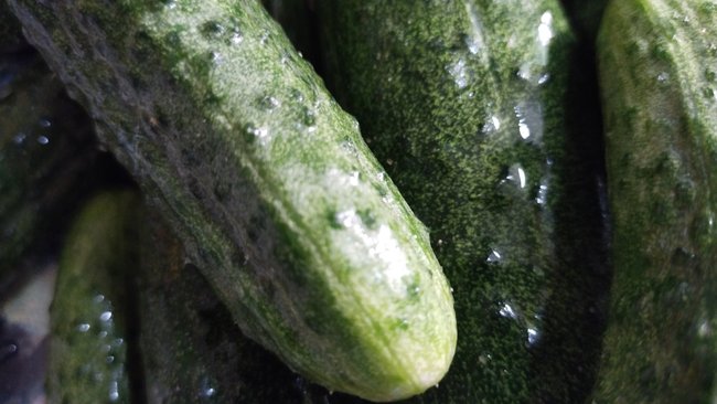 Сколько овощей собрали сельхозтоваропроизводители Оренбуржья