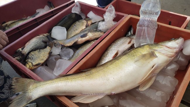 В Оренбургской области на месяц вводятся ограничения по рыбалке