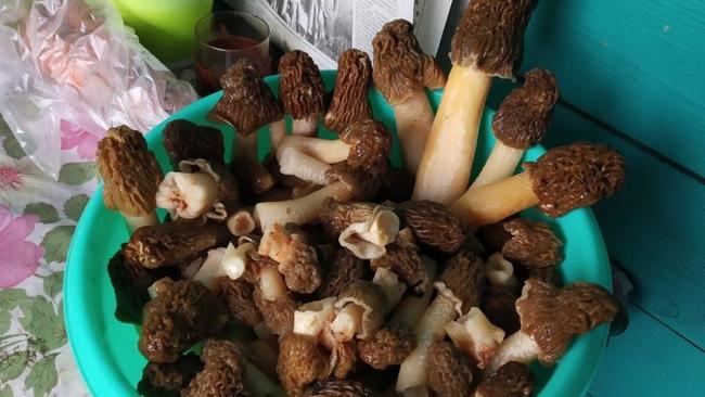 В Оренбуржье с начала года зарегистрировано 5 случаев отравления грибами