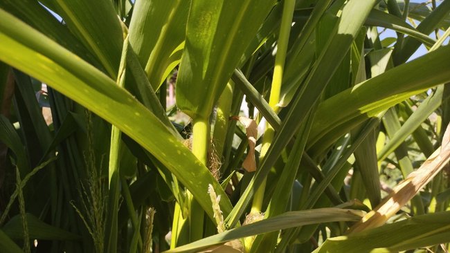 Что грозит бузулучанам, ворующим кукурузу и подсолнухи с полей? 