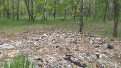 Как будут ликвидировать несанкционированные свалки в лесах?