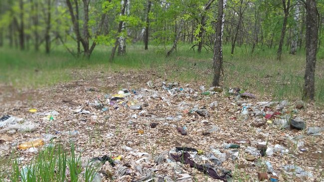 Как будут ликвидировать несанкционированные свалки в лесах?