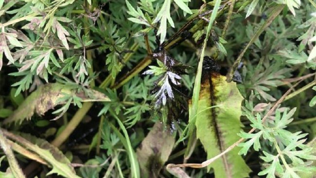 Оренбургнефти 