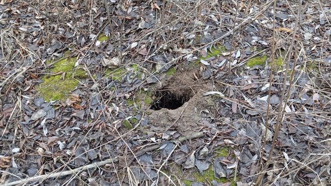 Что скрывается под землёй в лесу