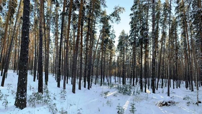 Начало года в Бузулукском бору теплее нормы на 8-9 градусов 