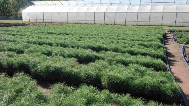 200 тысяч будущих сосен 