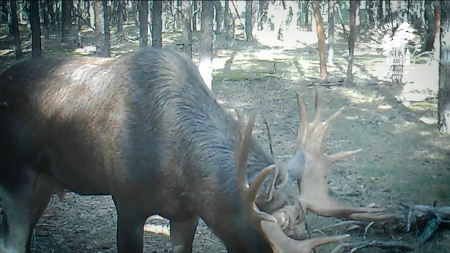 Кто попал в объектив фотоловушки?