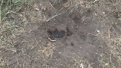 Лосиный сезон в Бузулукском бору