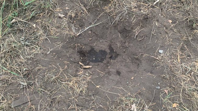 Лосиный сезон в Бузулукском бору