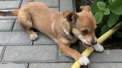 В Бузулуке проведут отлов безнадзорных животных