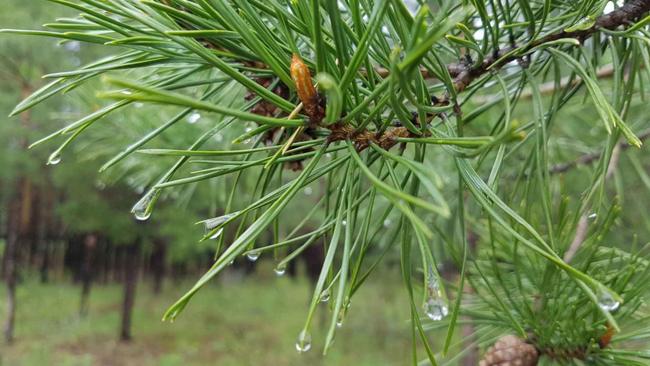 Дождливый рекорд июня в Бузулукском бору