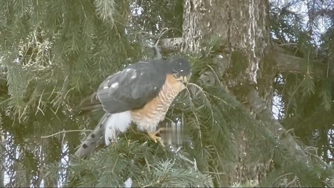 Трапеза хищника: как ястреб-перепелятник охотится в Бузулукском бору