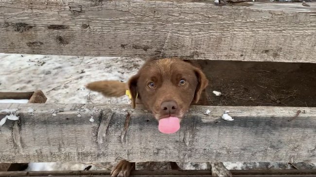 В городах до 100 тысяч жителей должны быть дрессировочные площадки для собак