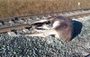 Поезд сбил лося
