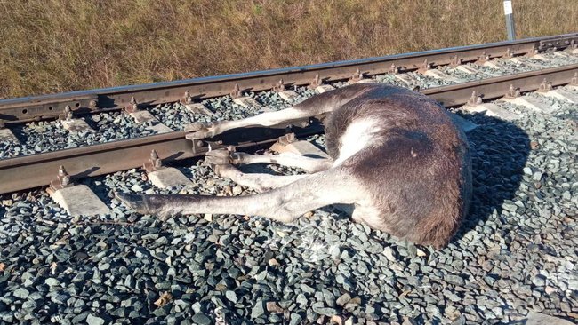 Поезд сбил лося