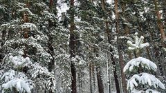 Зима, наконец, пришла в Бузулукский бор