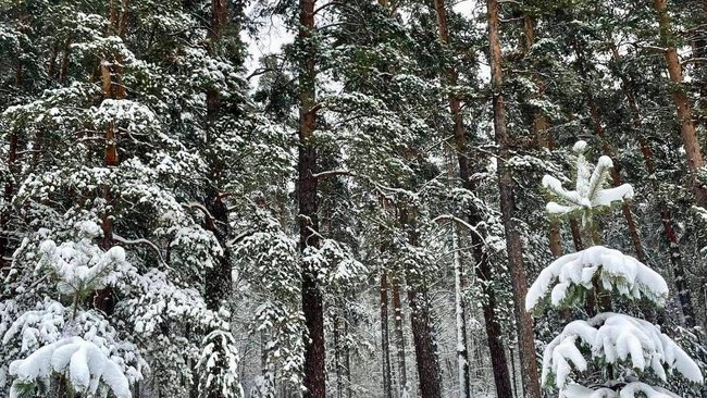 Зима, наконец, пришла в Бузулукский бор