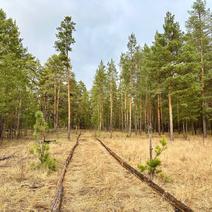 Расчистили будущий маршрут «Сказочный борок» 