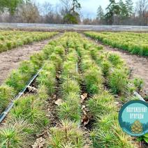 Четверть миллиона сеянцев сосны для восстановления лесов