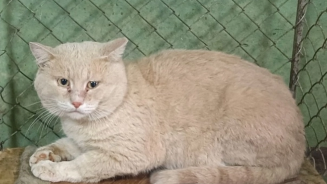 Куда пропадают домашние животные?