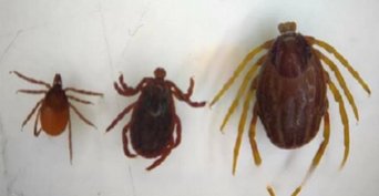 На юге России появились новые виды клещей