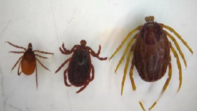 На юге России появились новые виды клещей
