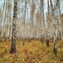 Берёзовые пионеры Бузулукского бора