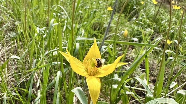 Бузулукский бор продолжает радовать весенним цветением 