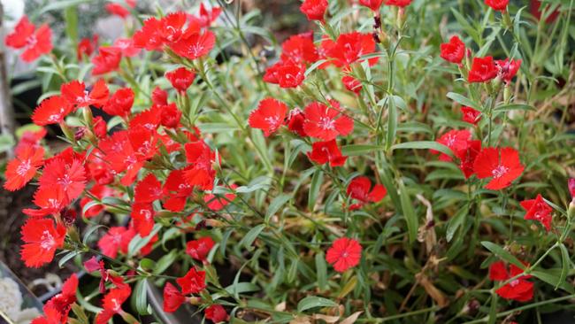 В Бузулуке начинаются работы по озеленению