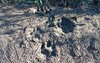 Семейство рыси в Бузулукском бору 