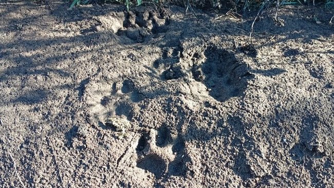 Семейство рыси в Бузулукском бору 