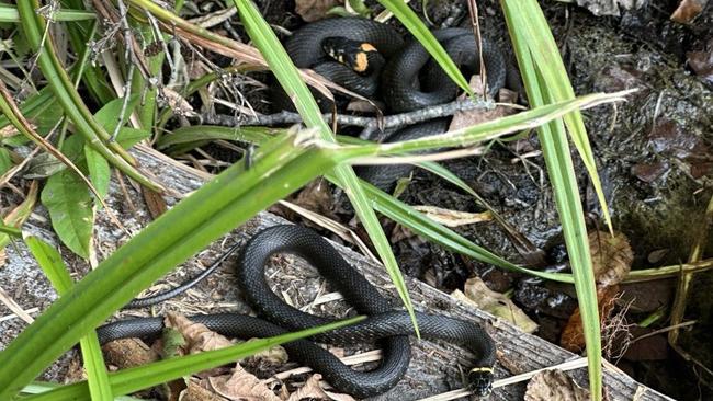 В Бузулукском бору продолжается сезон активности змей