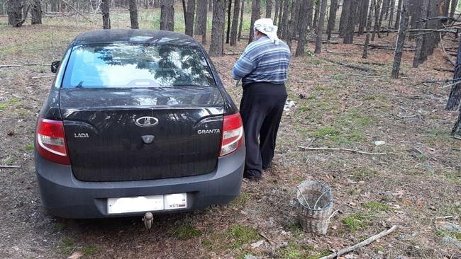 Правонарушители в лесу 