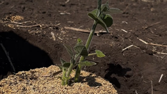 Сад Победы в селе Сухоречка 