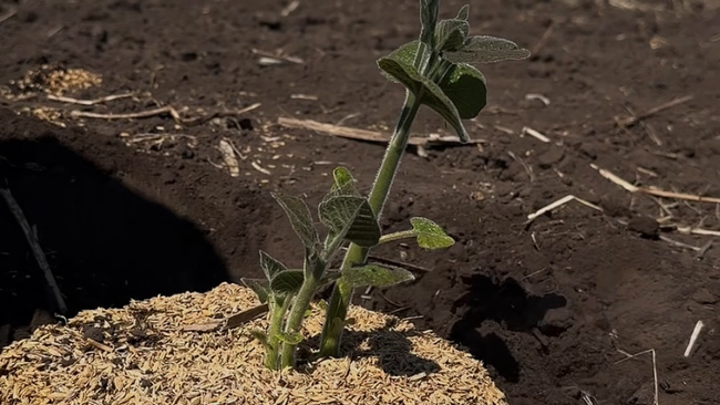 Сад Победы в селе Сухоречка 