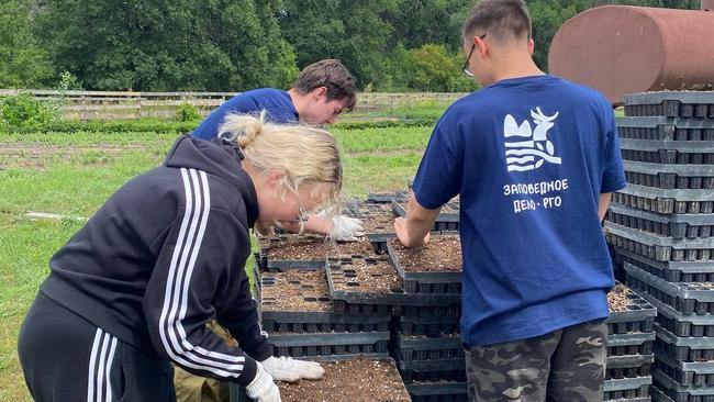 Лесопитомник Бузулукского бора