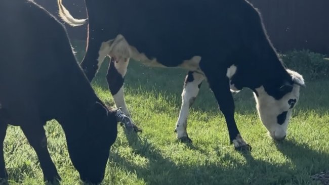 Карантин по бруцеллёзу ввели в Оренбурге