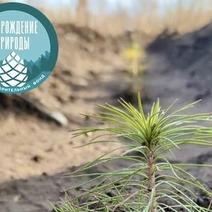Новые саженцы сосны обыкновенной