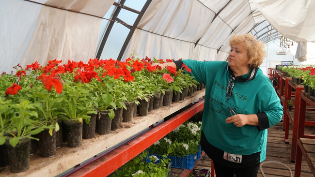 Цветочный сезон в Бузулуке: 40 000 саженцев для городского лета 