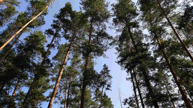 Новые ограничения в Бузулукском бору