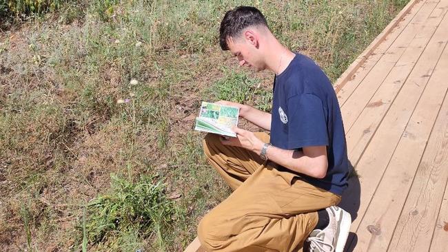 Редкий гость в бору: цмин песчаный и 40 тысяч сеянцев