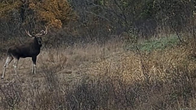 Когда лось спешит на свадьбу