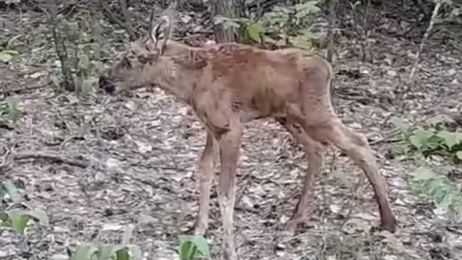 Госинспекторы Бузулукского бора стали свидетелями того, как лось учится ходить