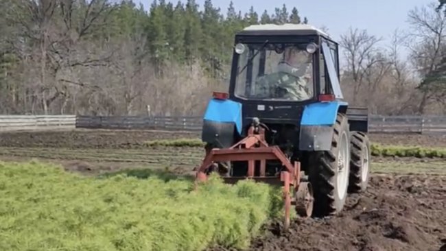 В Бузулукском бору подготовили более 120 тысяч сеянцев сосны