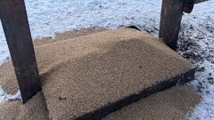 Как животные в Бузулукском бору переживают зиму