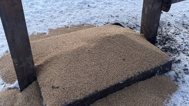 Как животные в Бузулукском бору переживают зиму