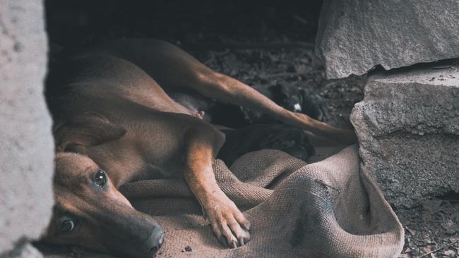 Отмена эвтаназии неагрессивных собак