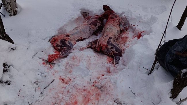 Шесть косуль убиты браконьерами