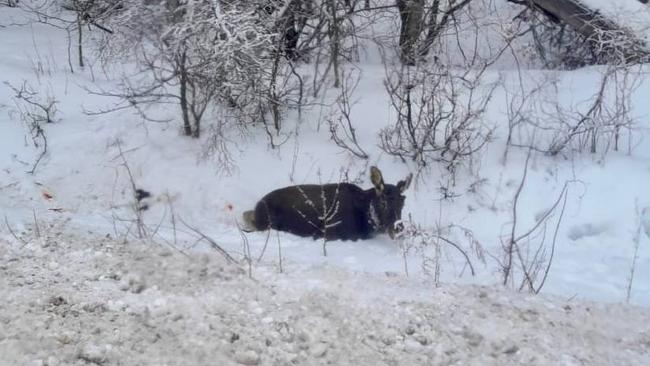 Лось под колесами: трагедия на дороге