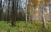Граница торфяника — как по линейке: редкое явление в Бузулукском бору
